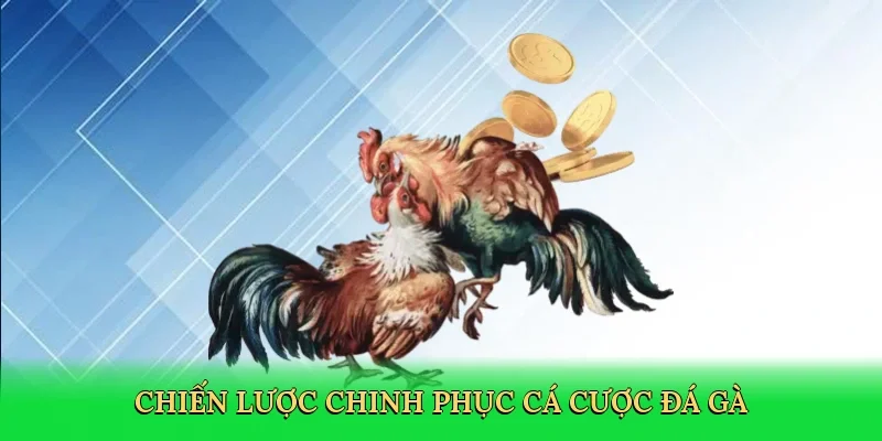 Chiến lược chinh phục cá cược đá gà