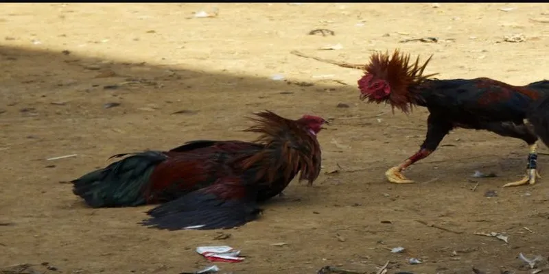 kỹ thuật đá gà RED88