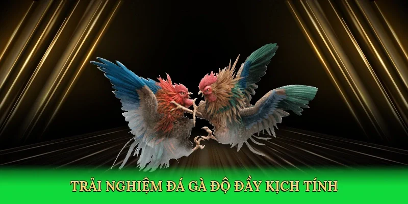 Trải nghiệm đá gà độ đầy kịch tính